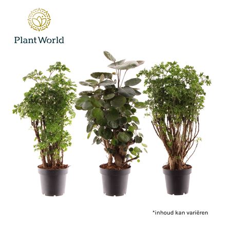 B008306_0000294851_H_1