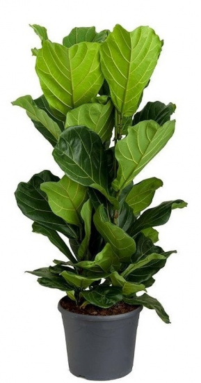 80ce232c490bcbb6bab0b5104b755eb5