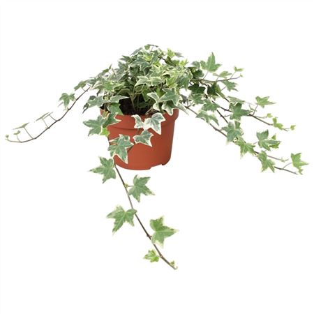 B009769_0000270584_H_1