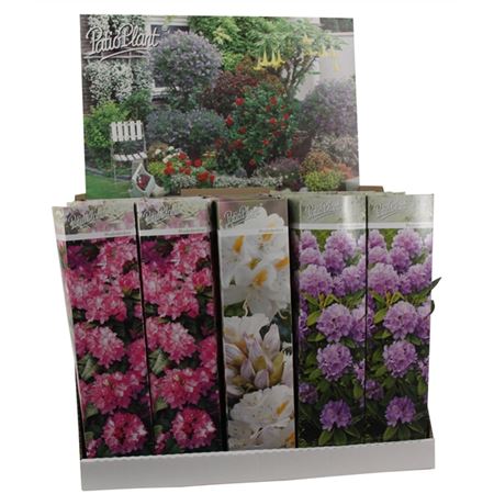 B026990_0000197520_H_1