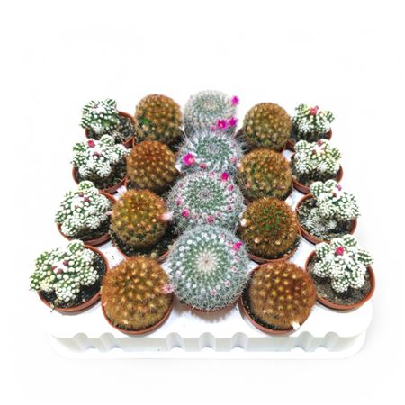 B008094_0000296974_H_1