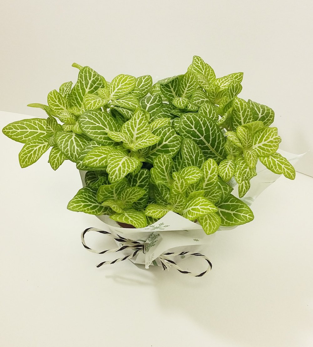 Изображение загружено