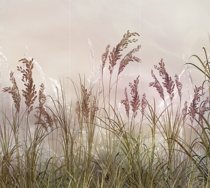 полевые растения