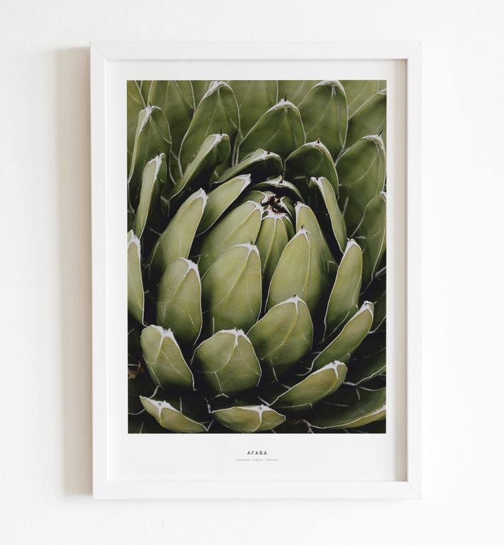 ПР-007 Постер в раме Агава, размер 210х300