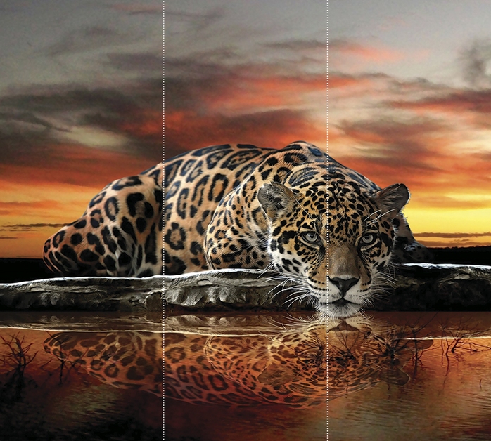 хищник на закате