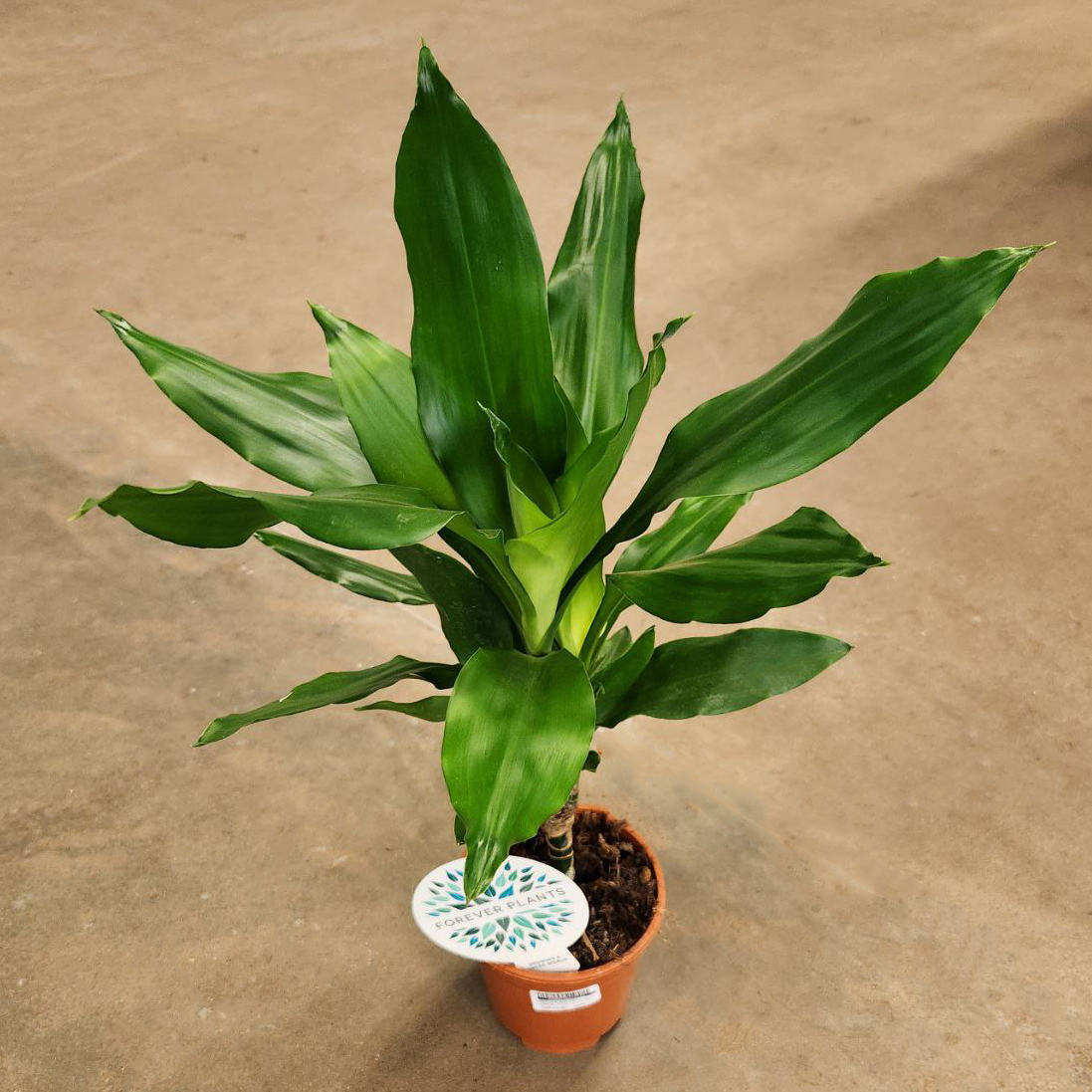 Изображение загружено