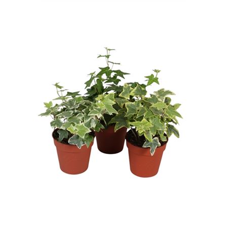 B009849_0000262762_H_1