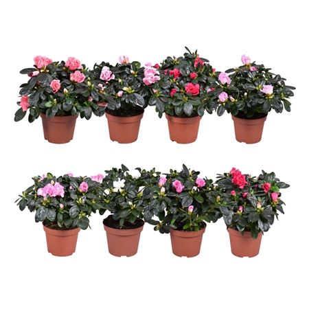 B008589_0000293115_H_1