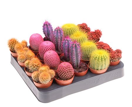 B009146_0000159145_H_1