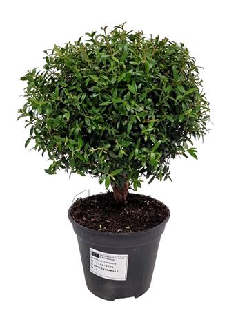 B008289_0000339381_V_1