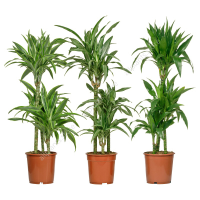 rastenie-v-gorshke-dracaena-deremensis-003-053-17-1