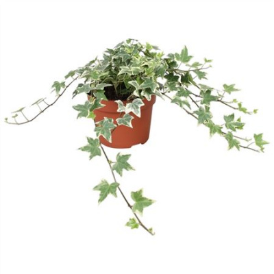 B009769_0000270584_H_1