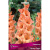 gladiolus-krupnocvetkovyj-piter-pirs