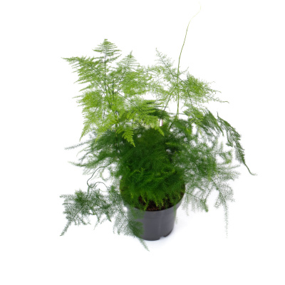 Изображение загружено