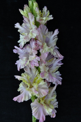 35f62efcfca711e980dd0cc47a28e351_8fdad8d71c9911ea80df0cc47a28e350.resize1