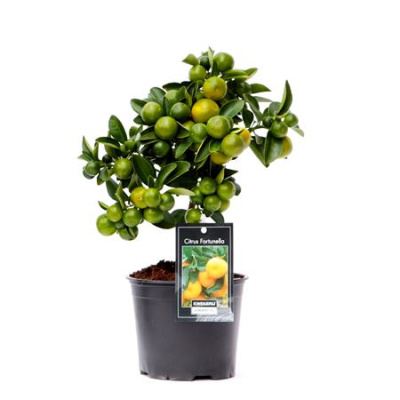 B050648_0000319322_H_1