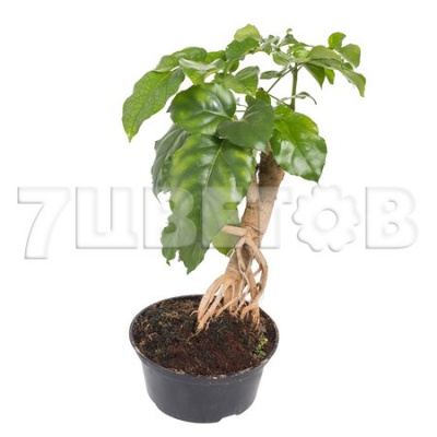 Изображение загружено