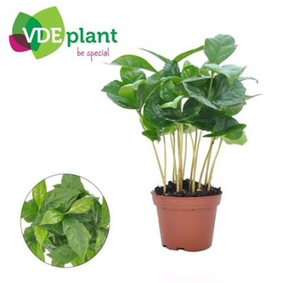 B009199_0000232783_H_1