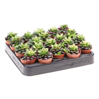 B008361_0000176809_H_1