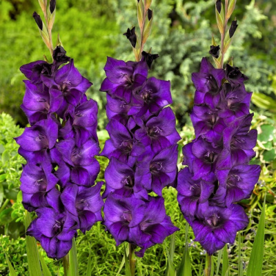 700 - 2026-02-18T114933.678