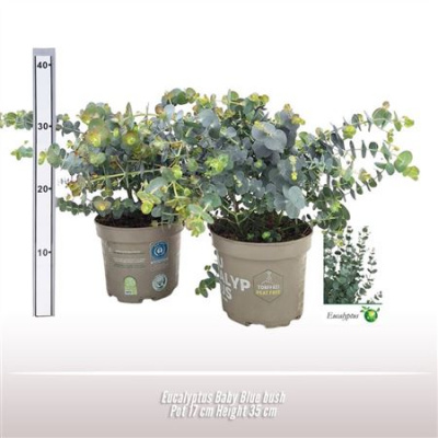 B008152_0000297980_H_1