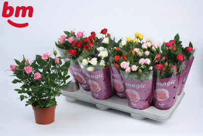 4a6c43f5-985a-4c50-8d2c-b3e3dc64448a (1)