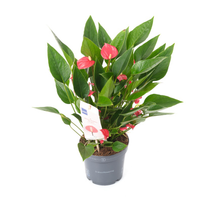 Изображение загружено