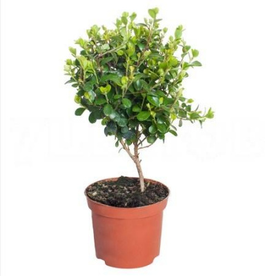 Изображение загружено