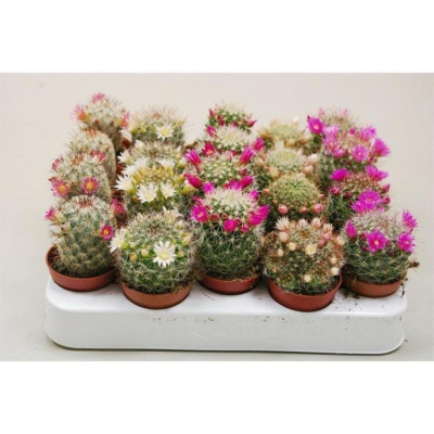 Изображение загружено