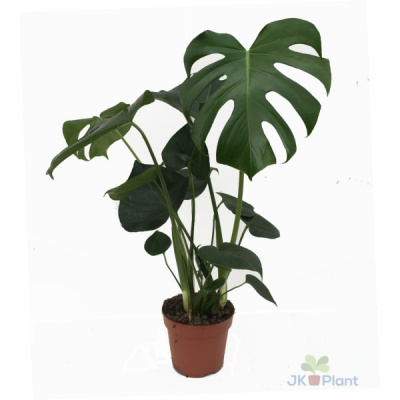 Изображение загружено