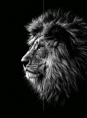 ночной хищник