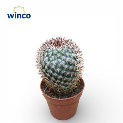 B113801_0000335521_H_1