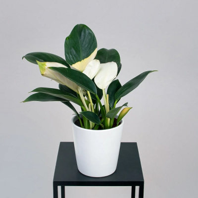 5cqjoku93e29xze8lckm0li2i9kqlzqc