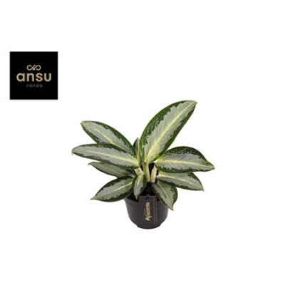 B128685_0000227426_H_1