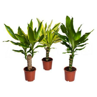 Изображение загружено