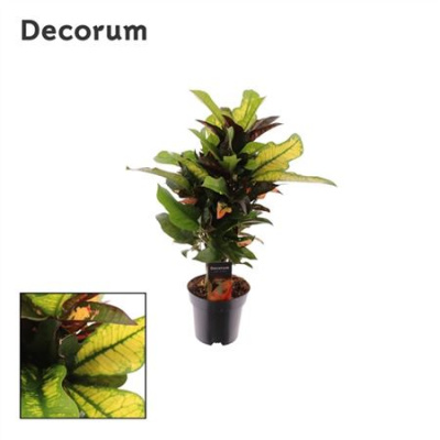 B015978_0000292017_H_1