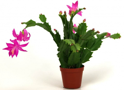 Изображение загружено