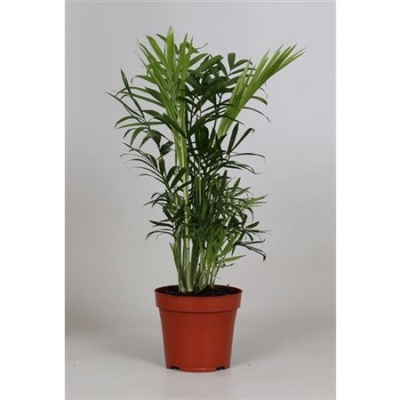 B114858_0000166889_H_1