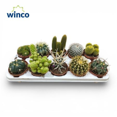 B008094_0000265382_H_1