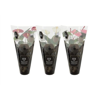 B015924_0000259913_H_1